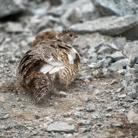 高山の砂地で砂浴びをする雷鳥、翼を広げて羽毛を清潔に保つ野鳥の習性の写真