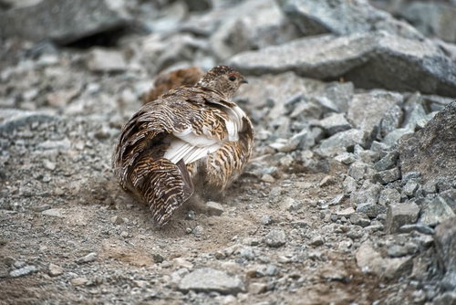 高山の砂地で砂浴びをする雷鳥、翼を広げて羽毛を清潔に保つ野鳥の習性