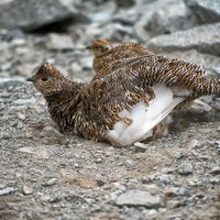 高山のザレ場で砂浴びする雷鳥の親子の写真