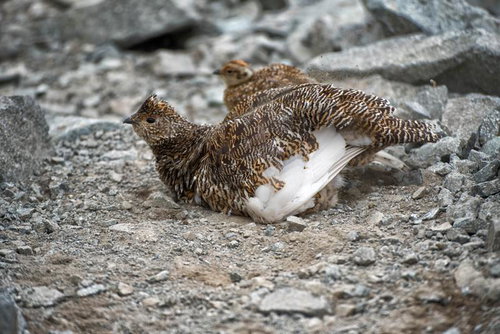 高山のザレ場で砂浴びする雷鳥の親子