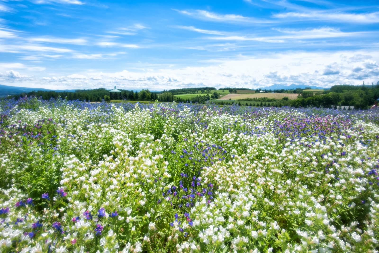 青空の下に広がる白い花を中心とした色とりどりの花畑