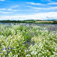 草原に咲く色とりどりの花畑の写真
