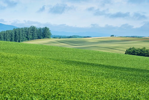雲の陰が映る広大な美瑛町の丘陵地帯の風景
