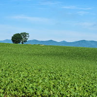 美瑛町の広大な畑に佇む木の写真