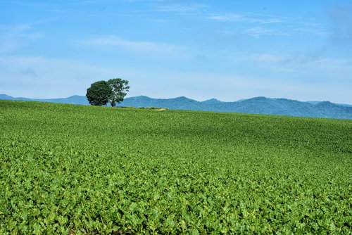 美瑛町の広大な畑に佇む木
