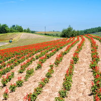 北海道美瑛町の丘に広がる赤やピンクの花畑の写真