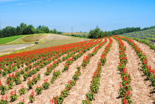 北海道美瑛町の丘に広がる赤やピンクの花畑