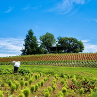 美瑛町の花畑にある見晴台から眺める丘陵地帯の写真