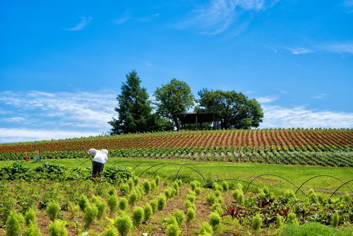 美瑛町の花畑にある見晴台から眺める丘陵地帯