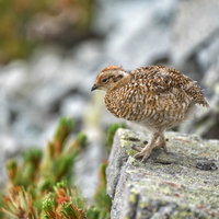 岩場を行き来するライチョウの雛鳥と採食活動の写真