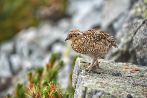 岩場を行き来するライチョウの雛鳥と採食活動