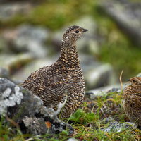 仲の良い雷鳥の親子が岩場で寄り添う野生動物の姿の写真