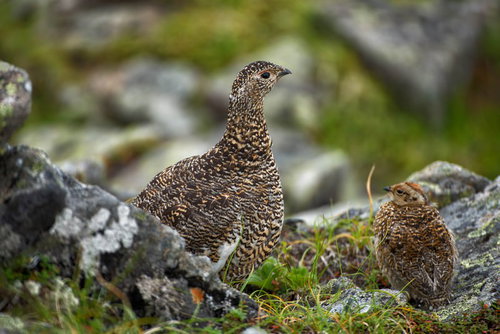 仲の良い雷鳥の親子が岩場で寄り添う野生動物の姿