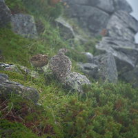 霧に包まれる雷鳥の親子が岩肌の崖で寄り添うの写真