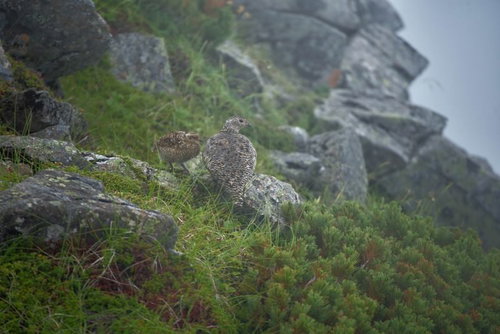 霧に包まれる雷鳥の親子が岩肌の崖で寄り添う