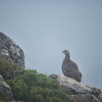 夏の高山の霧の中に立つ雷鳥のひなの写真
