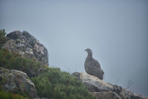 夏の高山の霧の中に立つ雷鳥のひな