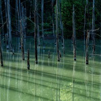 青池のエメラルドグリーンの湖面に映る立ち枯れた白樺の木々の写真