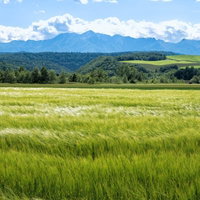 高台から見下ろす風になびく一面の麦畑と山々の田園風景の写真