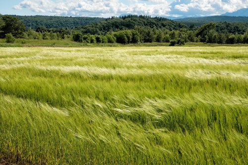 風に踊る麦畑と遠くの山々 - 青空の下の自然風景
