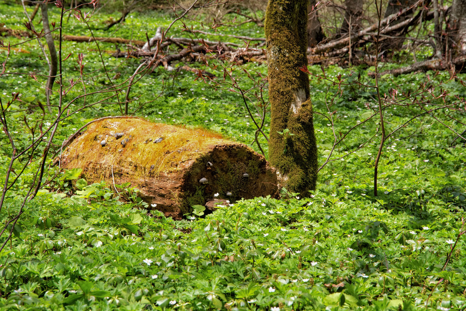苔むした倒木を背景に白いニリンソウの花が咲く緑豊かな森の林床
