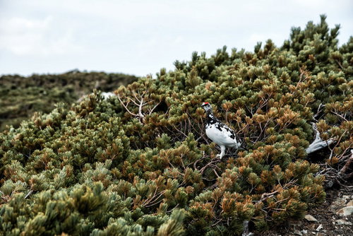高山のハイマツの茂みに佇む白い毛のライチョウ