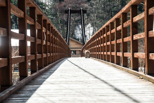 横尾大橋を渡る猿