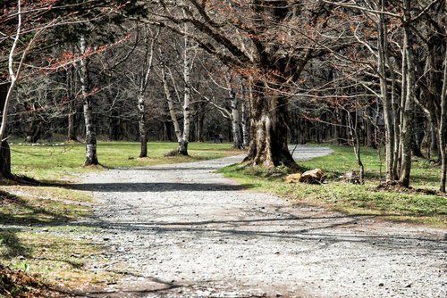 穏やかな徳沢の林道を行く上高地の散策路を歩く