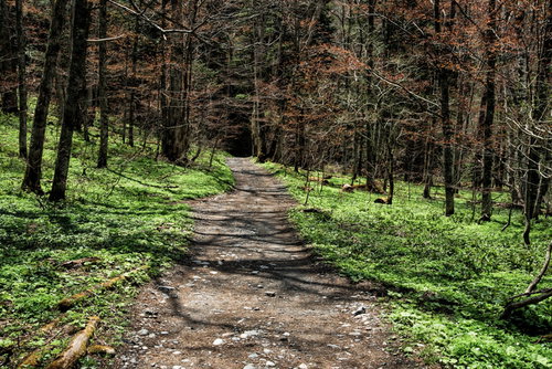 春の上高地へ続く山道、新緑の森の中を奥へと続く林道