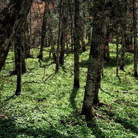 春を迎えた上高地の森林風景の写真