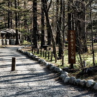 春の上高地、小梨平キャンプ場へ続く林道の風景の写真