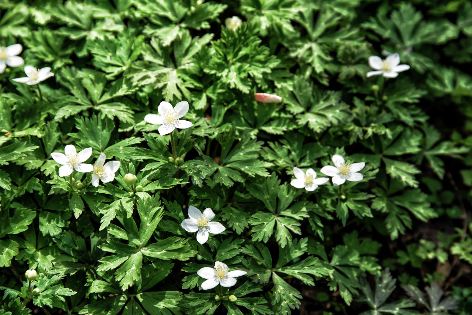 白い小さな花を咲かせるニリンソウと緑の葉が密集している様子