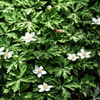 上高地に咲く二輪草（ニリンソウ）の群生する様子の写真