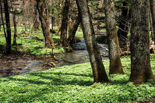 上高地の湿原を流れる清流と囲む木々、苔むした自然風景