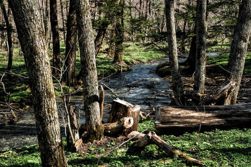 上高地の森の中を流れる清らかな沢と苔むした倒木