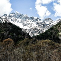 森の向こうに見える残雪の明神岳の写真