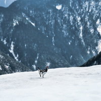 雪渓を走り抜ける雷鳥の姿を捉えた冬山の野生動物の写真