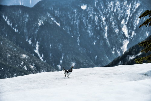 雪渓を走り抜ける雷鳥の姿を捉えた冬山の野生動物