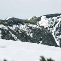 蝶ヶ岳山頂の雪上にひょっこり現れた雷鳥の写真