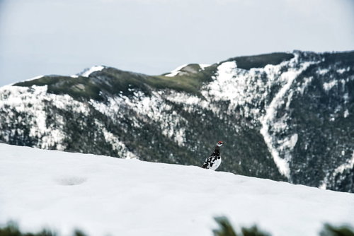 蝶ヶ岳山頂の雪上にひょっこり現れた雷鳥