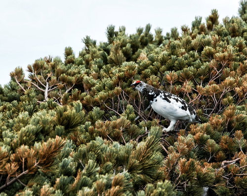 縄張りを確保する茶色と白の羽毛を持つオスの雷鳥