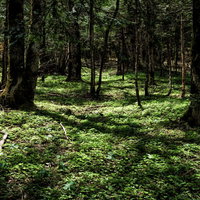 上高地の深い森で見る木漏れ日と苔むした地面の風景の写真