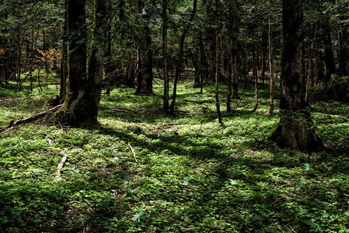 上高地の深い森で見る木漏れ日と苔むした地面の風景