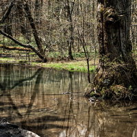 明神池の水面に反射した森の木々（上高地）の写真