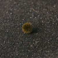 路上に転がった秋の栗 - 砂利の上の落ちた栗の写真