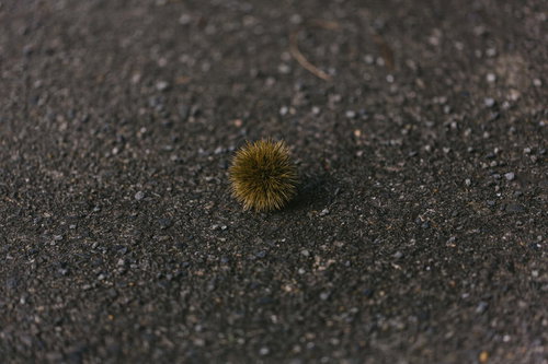 路上に転がった秋の栗 - 砂利の上の落ちた栗