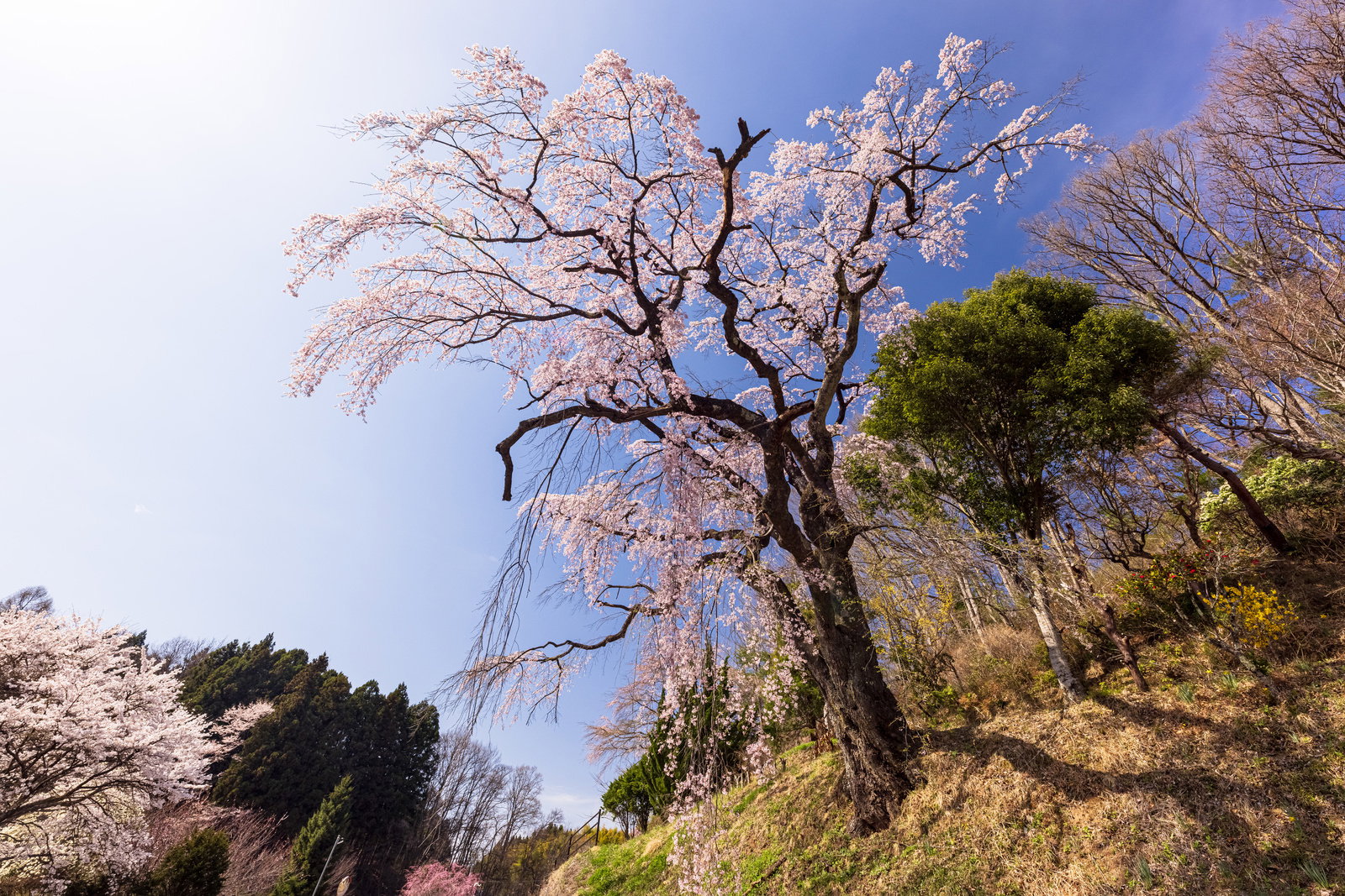 斜面に立つしだれ桜（伊勢桜）と青空