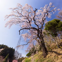 福島県郡山市の道路脇の斜面に咲く伊勢桜の満開時期の風景の写真