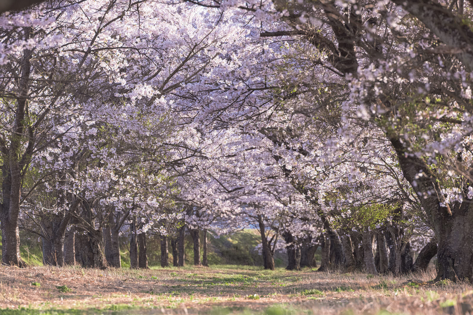 福島県郡山市の笹原川沿いに満開の桜並木が続く春の風景