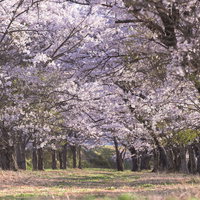 福島県郡山市の笹原川沿いに続く満開の桜並木の写真